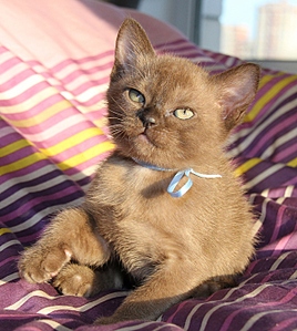click for enlarge 600 X 670 238.3 Kb picture