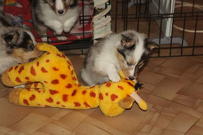 click for enlarge 600 X 398 45.6 Kb picture
