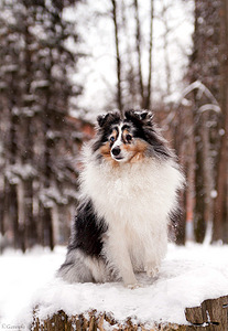 click for enlarge 552 X 800 139.1 Kb picture