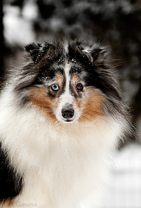 click for enlarge 544 X 800 128.3 Kb picture