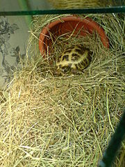 click for enlarge 1536 X 2048 850.4 Kb picture