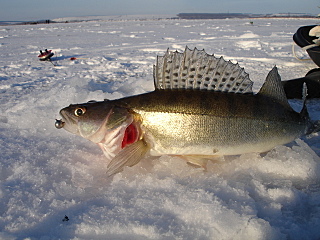 click for enlarge 1280 X 960 550.4 Kb picture