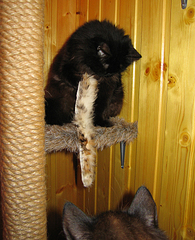 click for enlarge 650 X 800 504.5 Kb picture