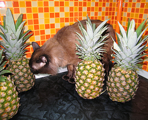 click for enlarge 800 X 650 582.8 Kb picture