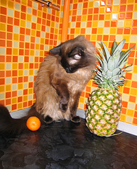 click for enlarge 650 X 800 533.2 Kb picture