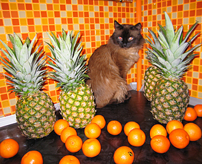 click for enlarge 800 X 650 623.6 Kb picture