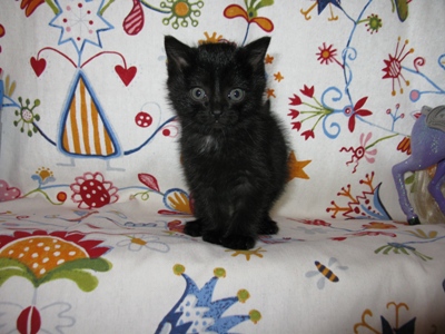 Котята в муроме на авито. Пристрой животных котят йошкар-ола. Котята в муроме на авито. Котята в муроме на авито. Small kittens hug.