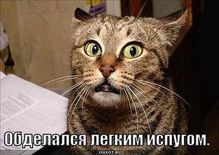click for enlarge 500 X 355 36.7 Kb picture