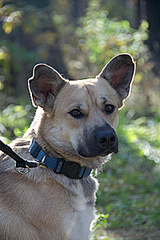 click for enlarge 200 X 300 34.8 Kb picture