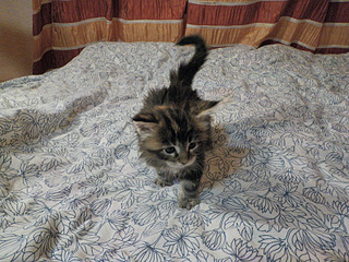 click for enlarge 800 X 600 258.6 Kb picture