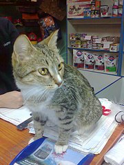 click for enlarge 453 X 604  67.0 Kb picture