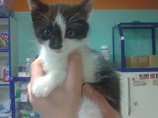 click for enlarge 604 X 453  38.0 Kb picture