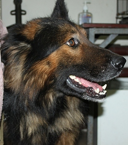 click for enlarge 768 X 870 296.2 Kb picture