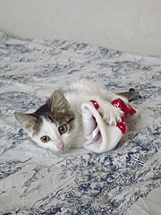 click for enlarge 768 X 1024 138.1 Kb picture
