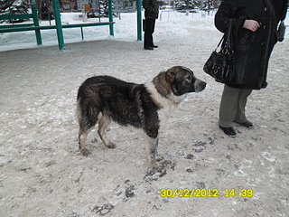 click for enlarge 1920 X 1440 288.2 Kb picture