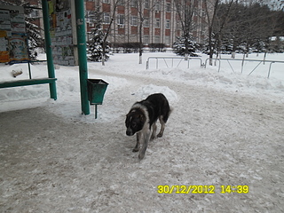 click for enlarge 1920 X 1440 267.9 Kb picture