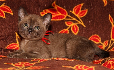 click for enlarge 800 X 487 219.0 Kb picture