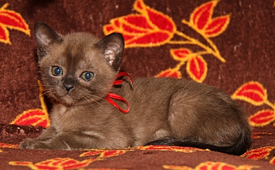 click for enlarge 800 X 496 229.2 Kb picture