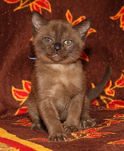 click for enlarge 600 X 731 240.3 Kb picture