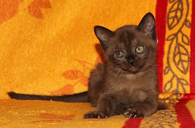 click for enlarge 800 X 525 231.9 Kb picture
