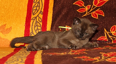 click for enlarge 800 X 442 226.3 Kb picture