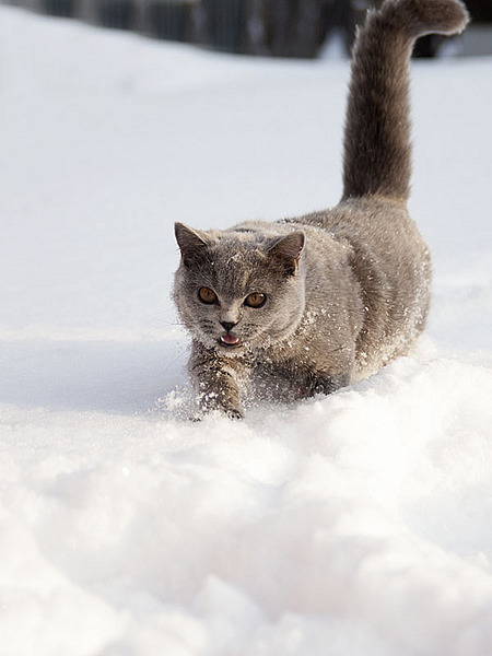 click for enlarge 600 X 800 64.7 Kb picture