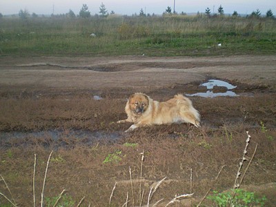 click for enlarge 1920 X 1440 594.1 Kb picture