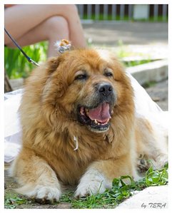 click for enlarge 403 X 500 38.8 Kb picture