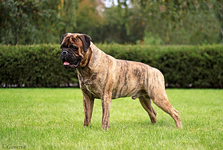 click for enlarge 800 X 537 184.3 Kb picture