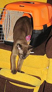 click for enlarge 675 X 1200 164.5 Kb picture