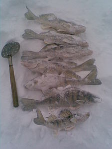 click for enlarge 1200 X 1600 202.3 Kb picture