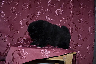 click for enlarge 800 X 533 201.3 Kb picture