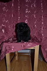 click for enlarge 400 X 600 128.4 Kb picture
