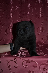 click for enlarge 400 X 600 117.6 Kb picture