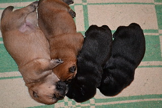 click for enlarge 800 X 533 202.4 Kb picture
