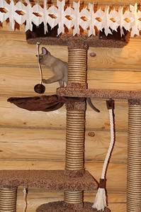 click for enlarge 691 X 1037 406.2 Kb picture