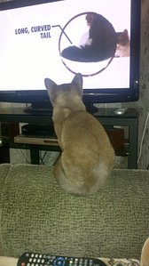 click for enlarge 575 X 1024 84.5 Kb picture