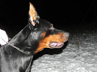 click for enlarge 640 X 480  94.2 Kb picture