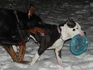 click for enlarge 640 X 480  92.8 Kb picture