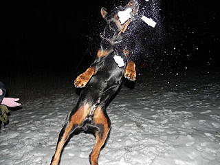 click for enlarge 640 X 480 102.0 Kb picture