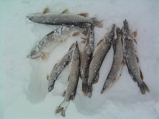 click for enlarge 1920 X 1440 582.6 Kb picture