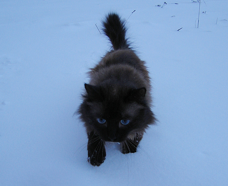 click for enlarge 800 X 650 332.8 Kb picture