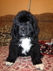 click for enlarge 1920 X 2560 449.4 Kb picture