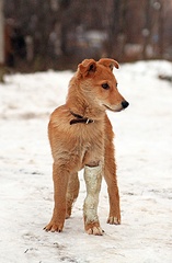 click for enlarge 524 X 800 128.7 Kb picture