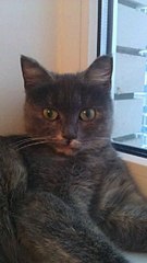 click for enlarge 340 X 604 30.1 Kb picture