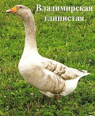 click for enlarge 600 X 732 219.8 Kb picture