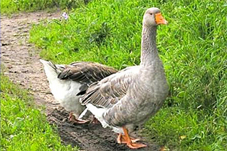 click for enlarge 400 X 267 124.2 Kb picture