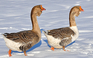 click for enlarge 550 X 346 198.5 Kb picture