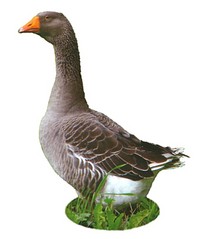 click for enlarge 631 X 722  48.3 Kb picture