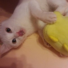 click for enlarge 604 X 604  44.3 Kb picture